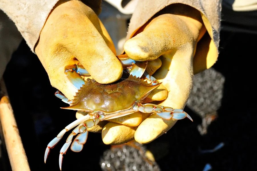 A Passion for Peelers Maryland Sea Grant